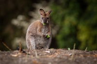 Klokan rudokrky - Macropus rufogriseus - Bennett's wallaby 1364